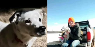 Perrita perdida hace 4 años es encontrada a miles de kilómetros sana y salva