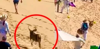 VIDEO: Venado sorprende a turistas en playa de Los Cabos, Baja California Sur