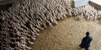 EU detecta gripe aviar en leche de Kansas, Texas y Nuevo México