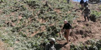 Destruyen 40 mil metros cuadrados de marihuana en Chihuahua