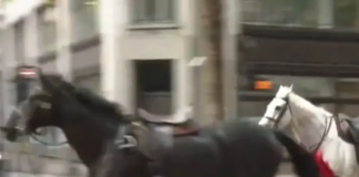 Vídeo: Caballos se escapan y causan caos hiriendo a 4 personas en Londres
