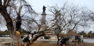 Retira Servicios Públicos árbol dañado por los fuertes vientos