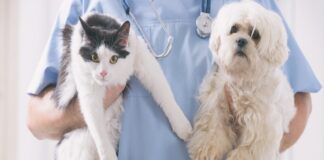 Pide Congreso campañas de esterilización a perros y gatos en zonas rurales