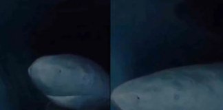Captan en video increíble tiburón de más de 300 años en el fondo del mar