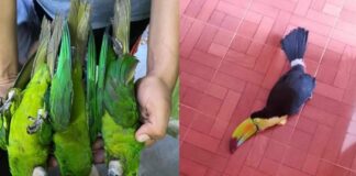 Ondas de calor causan muertes de aves