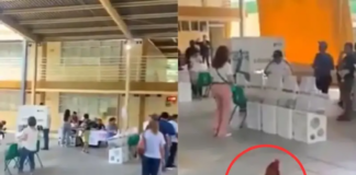 VIDEO: Gallo acude a “votar” en casilla de Apodaca