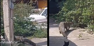 Cocodrilo paseaba en patios de casas en Ciudad Madero