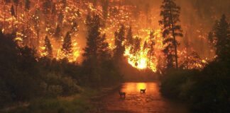 Legislatura de Chihuahua urge a SEDENA a destinar recursos contra incendios forestales