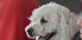 Esterilizó Centros Comunitarios a 463 mascotas