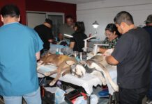 Responden juarenses a campaña de esterilización de mascotas