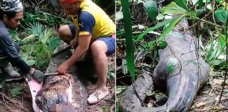 Hallan a mamá desaparecida en Indonesia, en el estómago de una pitón de 6 metros