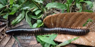 Descubren en Madagascar una criatura ‘gigante’ perdida para la ciencia durante 126 años