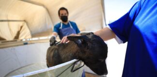 Aplicarán mañana baños garrapaticidas gratis en el Centro Comunitario “Bertha Chiu”