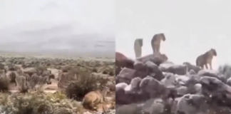 Video: Cae nevada en África y sorprende a los animales