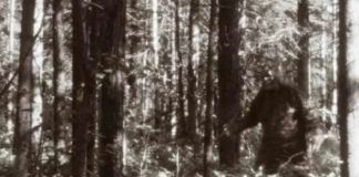 Aterrorizados estudiantes llaman 911 por espeluznante encuentro con Pie Grande