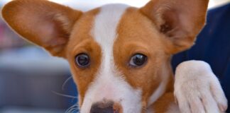 Esterilizan 629 mascotas en el Centro Comunitario Revolución Mexicana