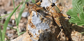 Plaga de chapulines afectan cultivos en Chihuahua