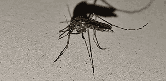 ¡Alerta por mosquitos y piquetes mortales! México reporta 34 mil casos de Dengue