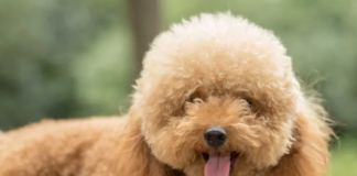 Perrita es esterilizada por error; iba al veterinario para limpiarle los dientes