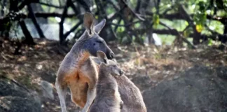 Nacen dos canguros en zoológico de Chihuahua