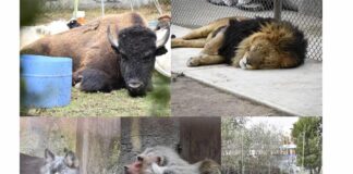 Rescatan 27 animales exóticos en Ocoyoacac, Edomex; y detienen a 42 personas