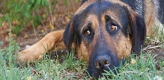 Busca diputada local castigar con cárcel la zoofilia