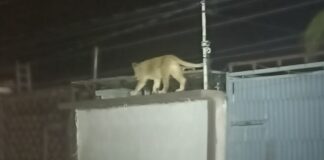 Video: Capturan a leona que aterró a habitantes de Ciudad Juárez