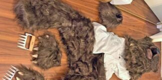 Video: Hombres disfrazados fingían ataques de oso en autos de lujo para estafar a aseguradoras