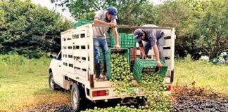 Bajos precios ahorcan a limoneros; prefieren tirar cosecha