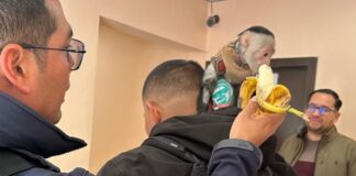 Sorprende mono araña a familia: se mete a su patio