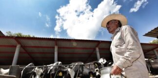 Exigen Diputados PAN solución inmediata a crisis de productores lecheros