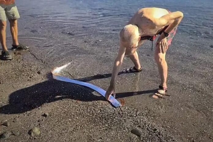 pez-remo-baja-california