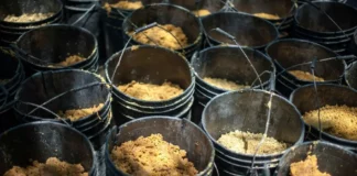 Decomisan 56 kilos de fentanilo en la frontera