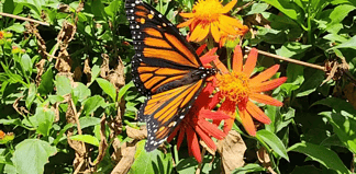 Vuela mariposa Monarca de regreso a EU y Canadá después de hibernar en México