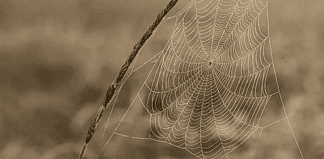 Altas temperaturas y sequía aumentan casos de picaduras de insectos