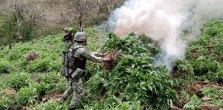 Fuerzas federales arrasan con plantíos de droga en 5 estados; incluyendo Chihuahua