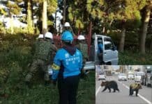 Japón despliega militares ante ola de ataques de osos; suman 12 muertos