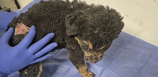 Rescata DABA a cachorros con quemaduras graves en la colonia Lomas de Poleo