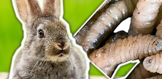Se registra primer caso de gusano barrenador en un conejo