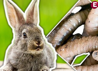 Se registra primer caso de gusano barrenador en un conejo