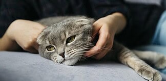 Alerta por Covid de los gatos: crece brote de virus mortal en felinos