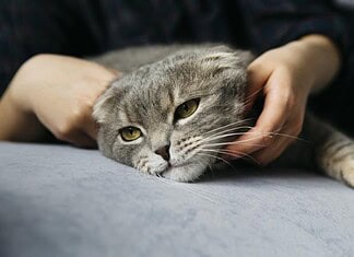 Alerta por Covid de los gatos: crece brote de virus mortal en felinos