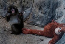 PETA demanda traslado de Punch, asegura que sufre trauma por aislamiento