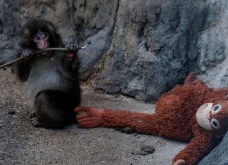 PETA demanda traslado de Punch, asegura que sufre trauma por aislamiento