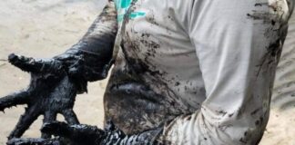 Presumen limpieza de chapopote en 165 km de litoral del Golfo de México, que sería sólo 26.19% de superficie contaminada