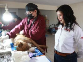 Encabeza diputada Jael Argüelles jornada gratuita de esterilización en su Casa de Enlace