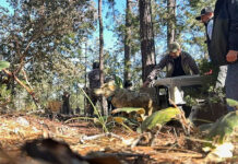 Reintroducen al lobo mexicano en Durango tras medio siglo de ausencia en la Sierra Madre Occidental