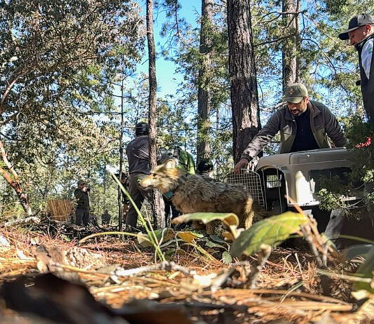 Reintroducen al lobo mexicano en Durango tras medio siglo de ausencia en la Sierra Madre Occidental