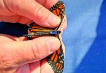 Colocan transmisores a mariposas monarca para rastrear su migración