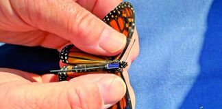 Colocan transmisores a mariposas monarca para rastrear su migración